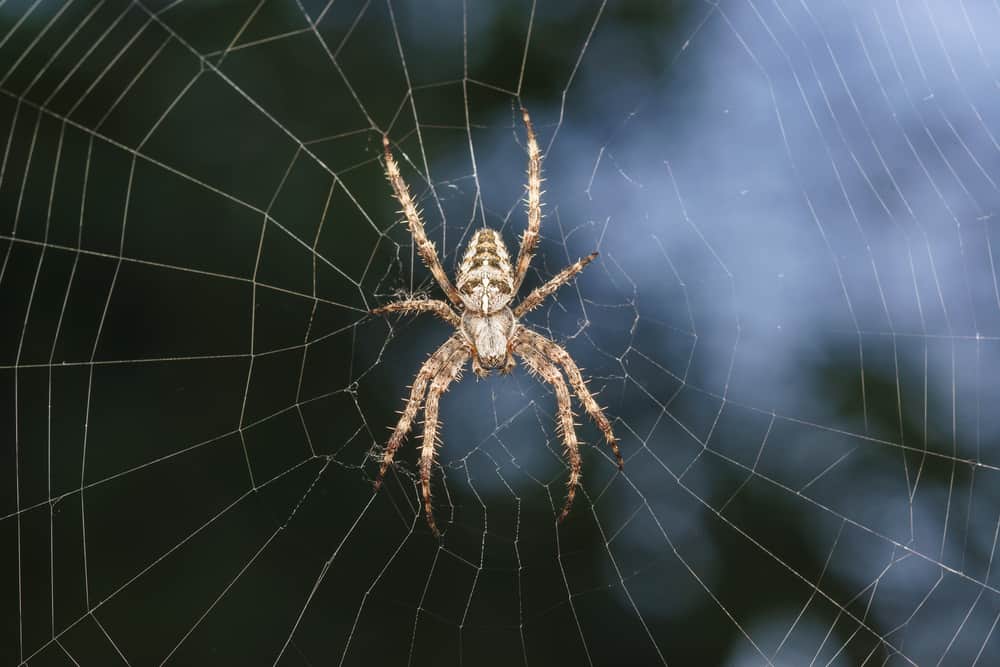 what does it mean to dream about spiders