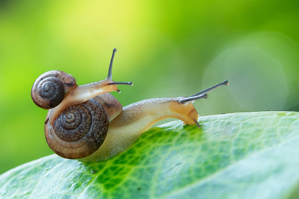 Dream About Snails (Spiritual Meanings & Interpretation)