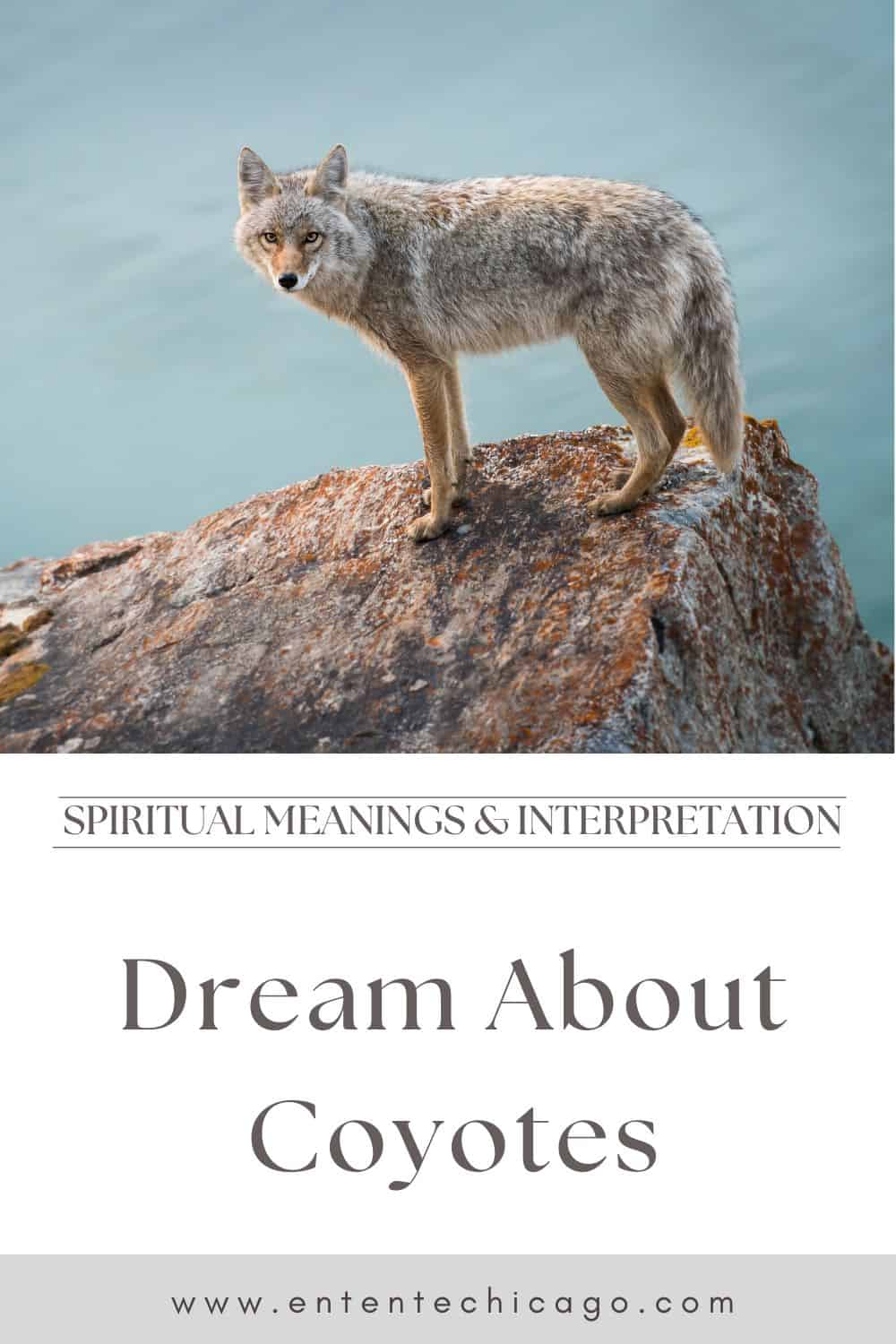 Coyote Dream Plots and Their Interpretations