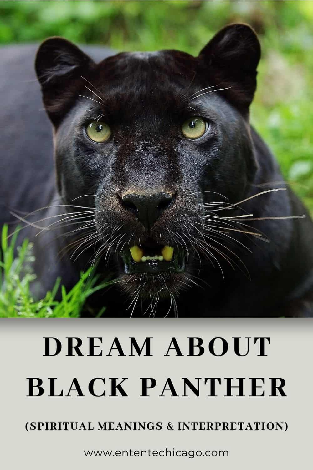 Dream About Black Panther (Spiritual Meanings & Interpretation)