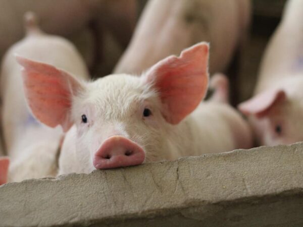 Dream About Pigs (Spiritual Meanings & Interpretation)