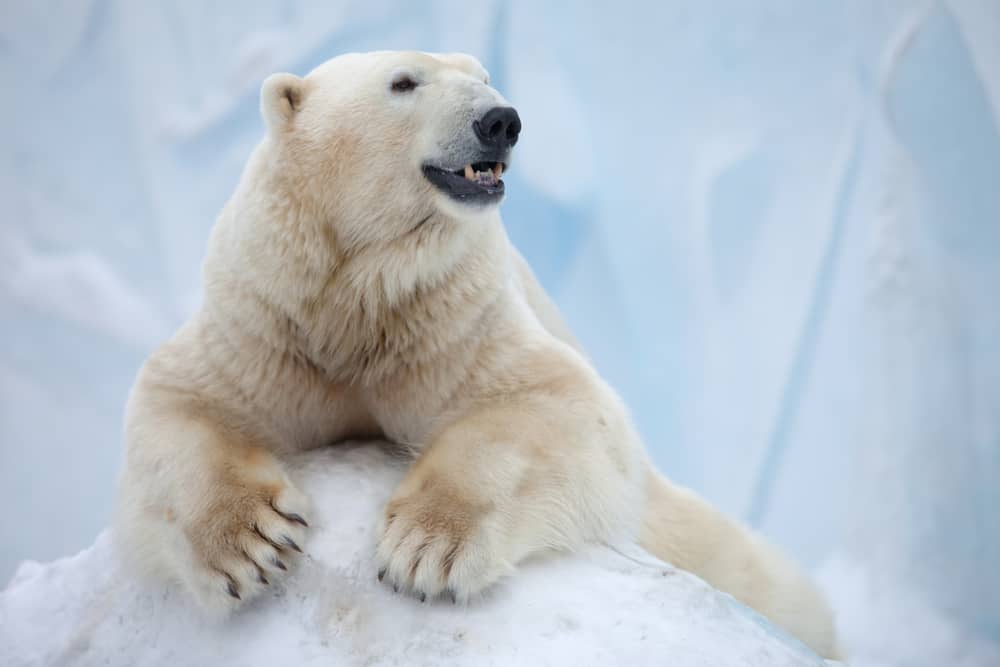 Dream About Polar Bear (Spiritual Meanings & Interpretations)