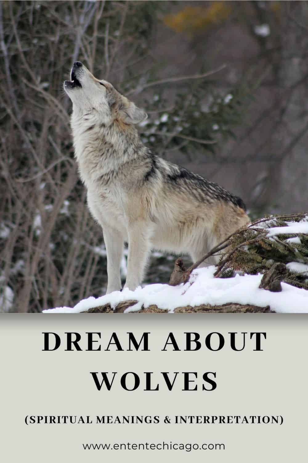 Dream About Wolves (Spiritual Meanings & Interpretation)