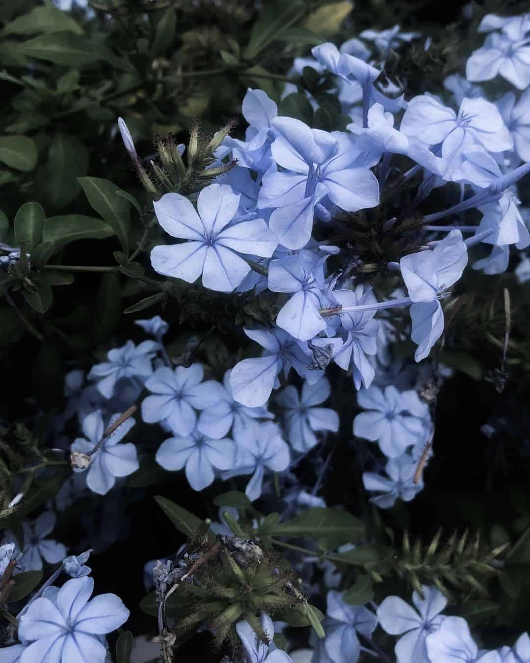 Dreaming of blue flowers is a sign of rebirth