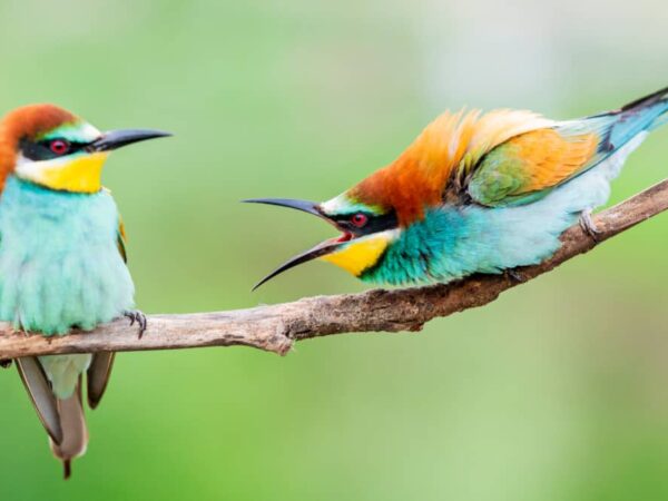 Dreams About Colorful Birds (Spiritual Meanings & Interpretations)
