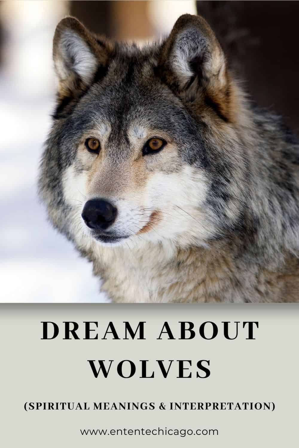 What Does it Mean When You Dream About Wolves