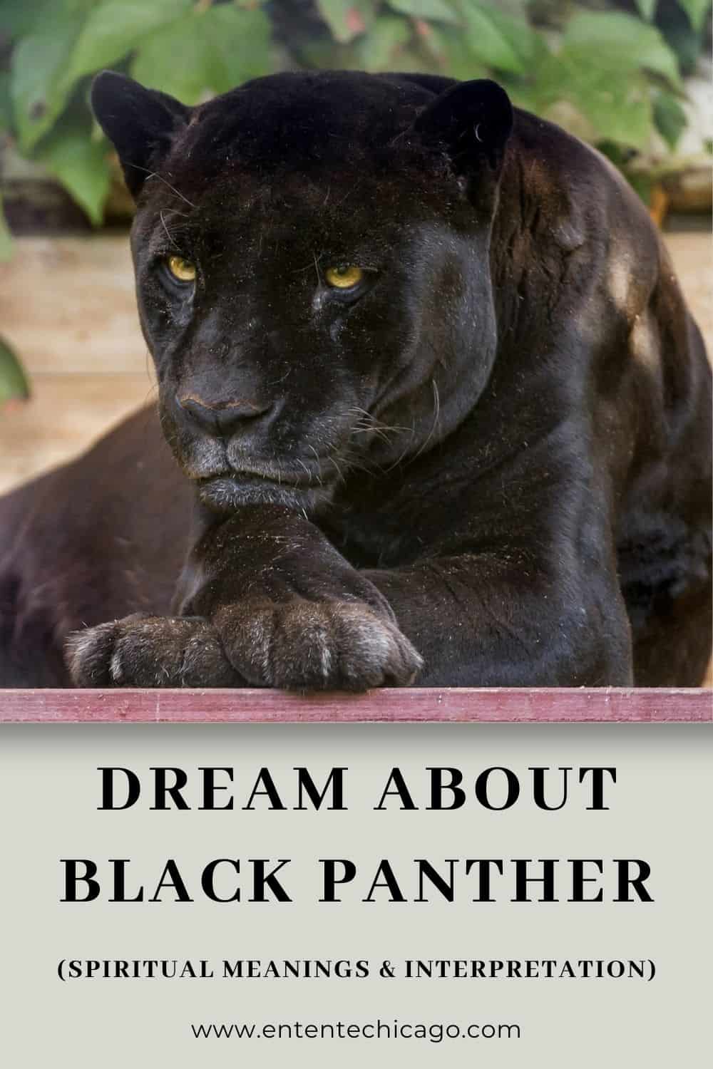 What does it mean when you dream about a black panther?