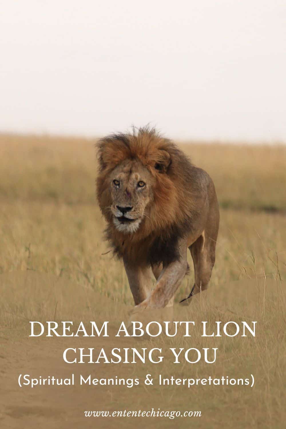 What does it mean when you dream about a lion chasing you