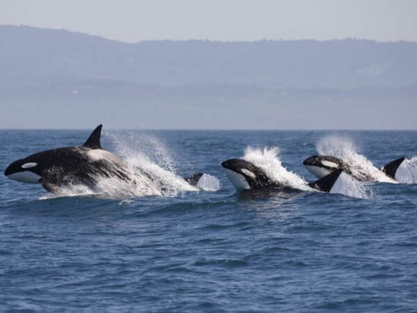 Dream About A Killer Whale (Spiritual Meanings & Interpretation)