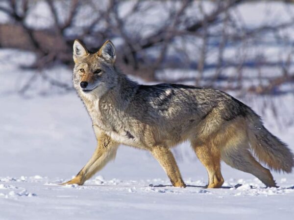 Dream About Coyotes (Spiritual Meanings & Interpretation)