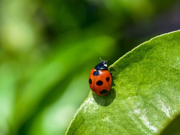 Dream About Ladybug (Spiritual Meanings & Interpretation)