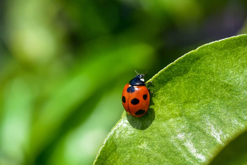 dream about ladybug
